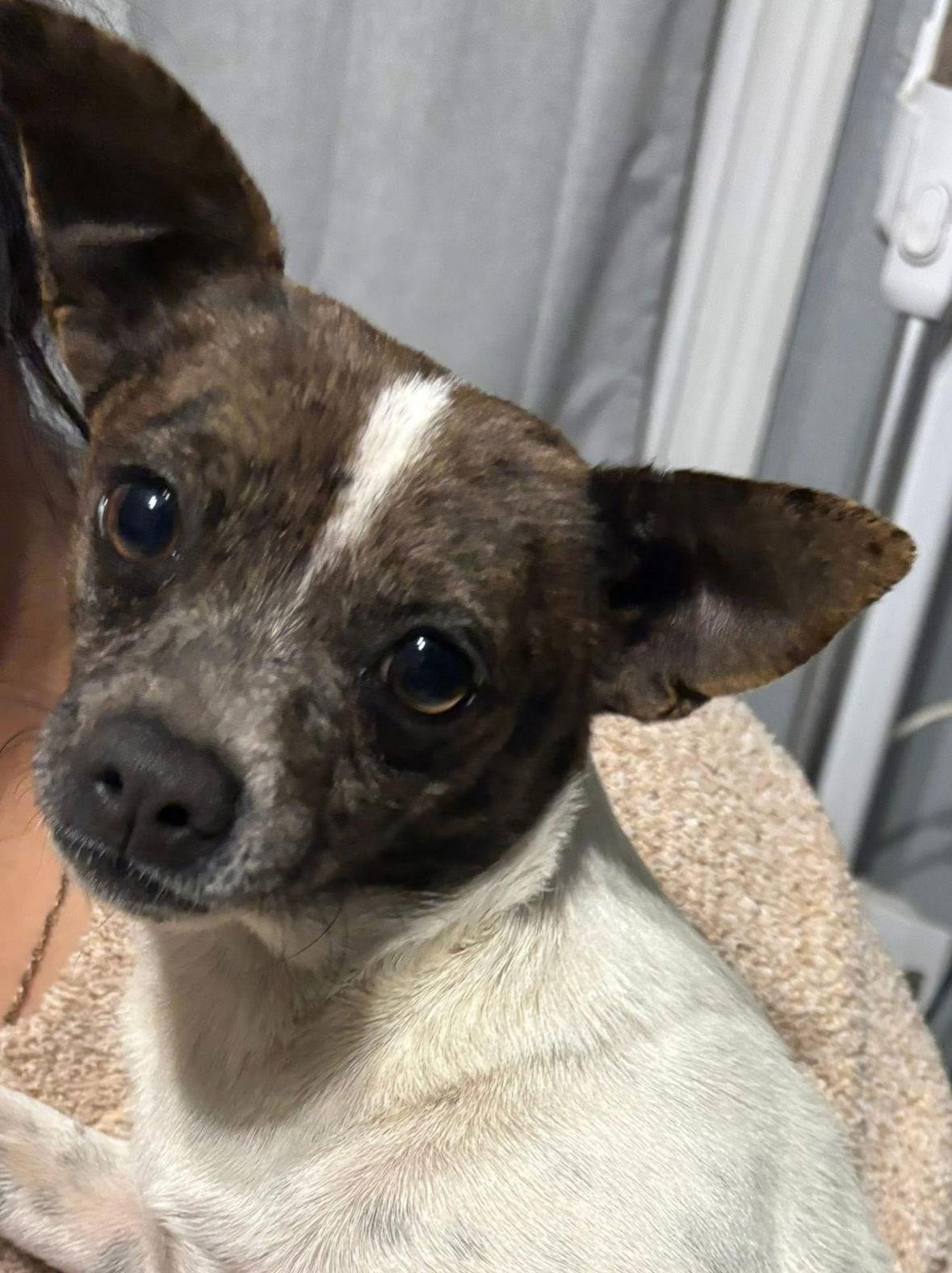 Enlarge SPOSNOR ME - Rayne, a Adoptable Chihuahua in Grafton, WI image 1/2