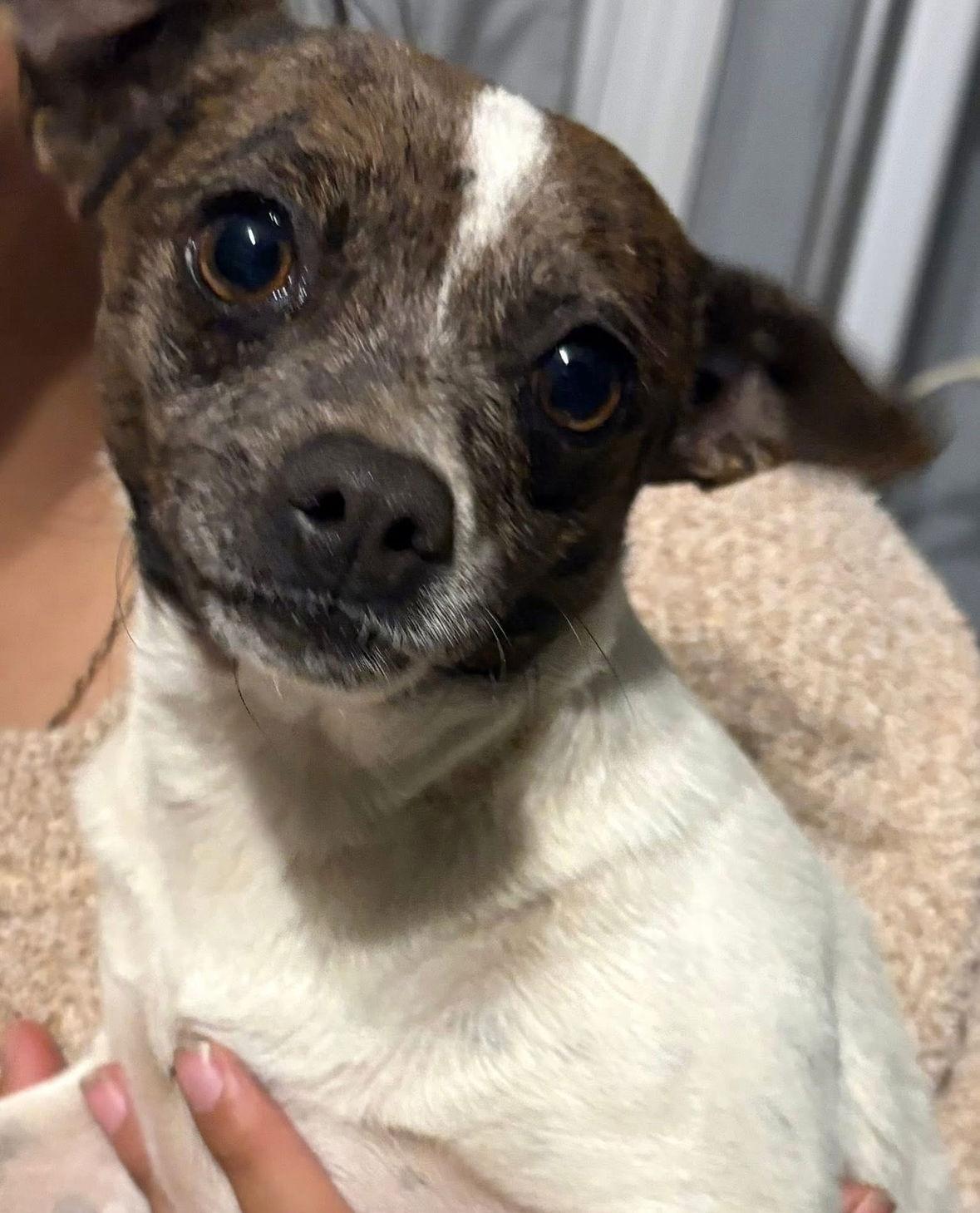 Enlarge SPOSNOR ME - Rayne, a Adoptable Chihuahua in Grafton, WI image 2/2