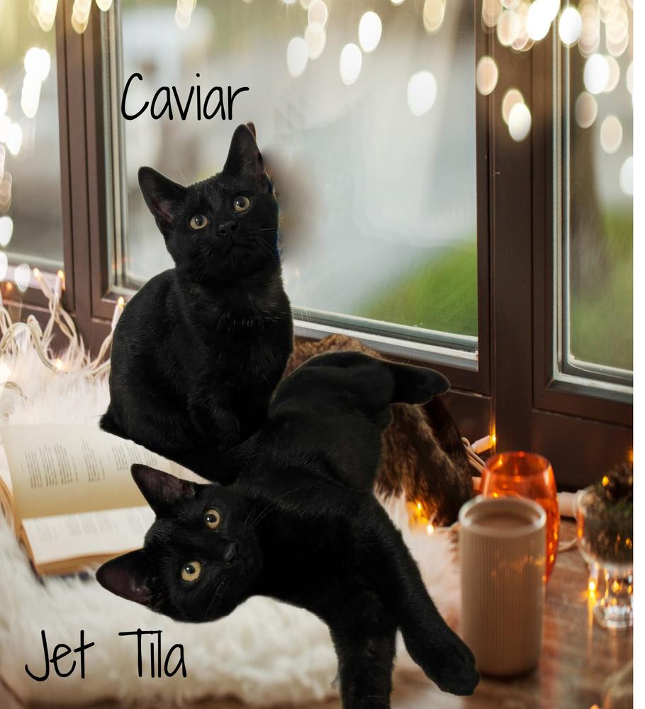 Caviar *kitten*, Adoptable, Kitten Male Domestic Short Hair.