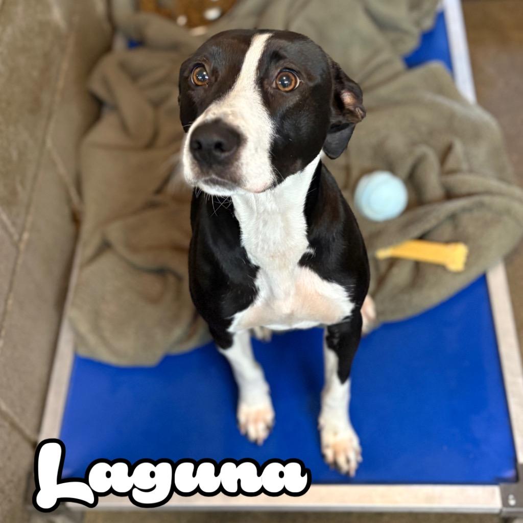 Laguna, a Adoptable mixed breed in Hillsboro, OH image 1/5