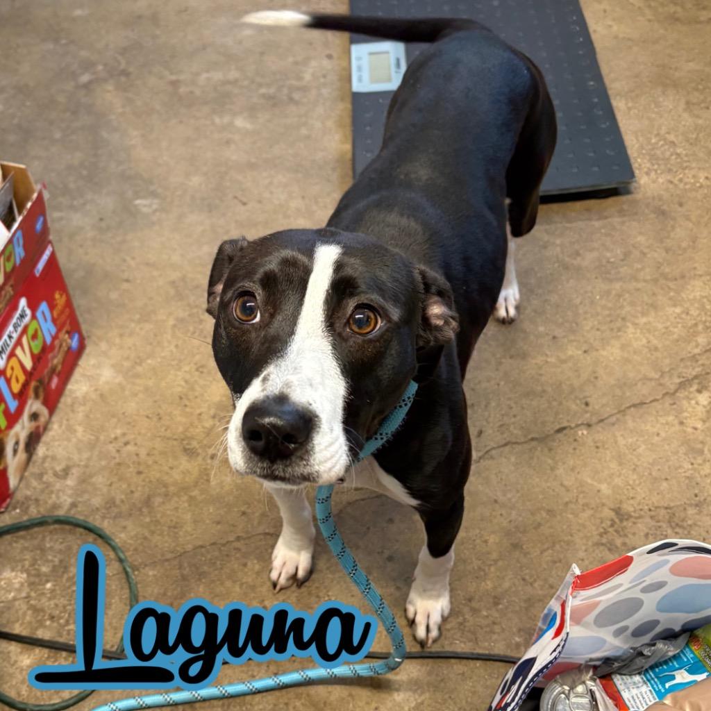Laguna, a Adoptable mixed breed in Hillsboro, OH image 3/5
