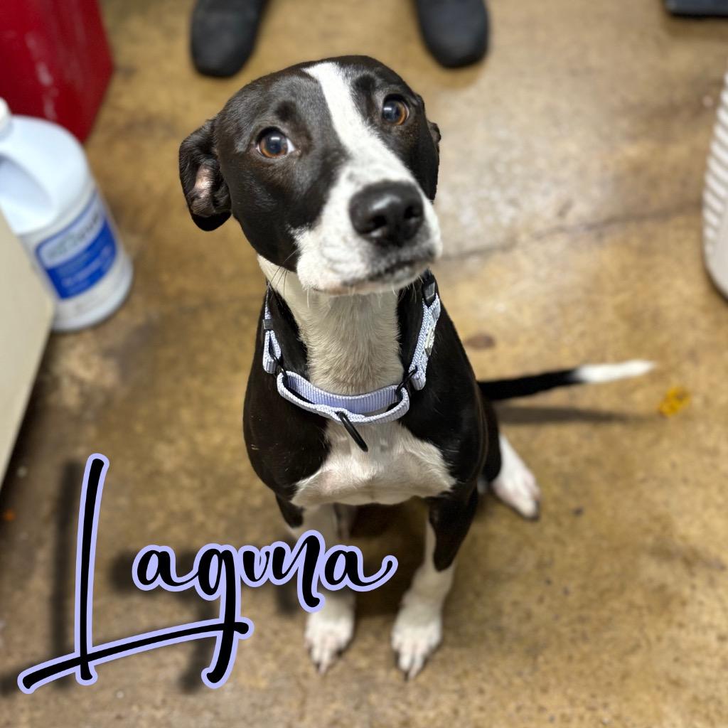 Laguna, a Adoptable mixed breed in Hillsboro, OH image 4/5
