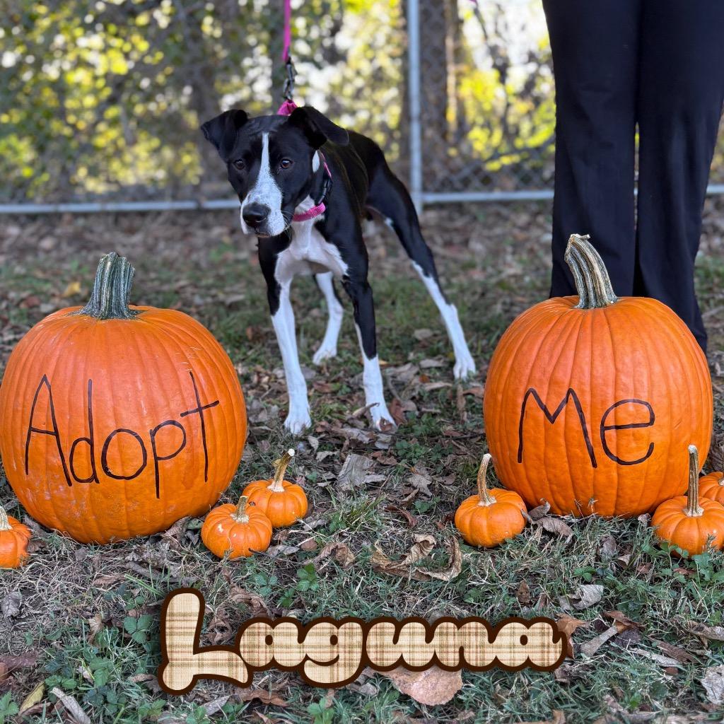 Laguna, a Adoptable mixed breed in Hillsboro, OH image 5/5