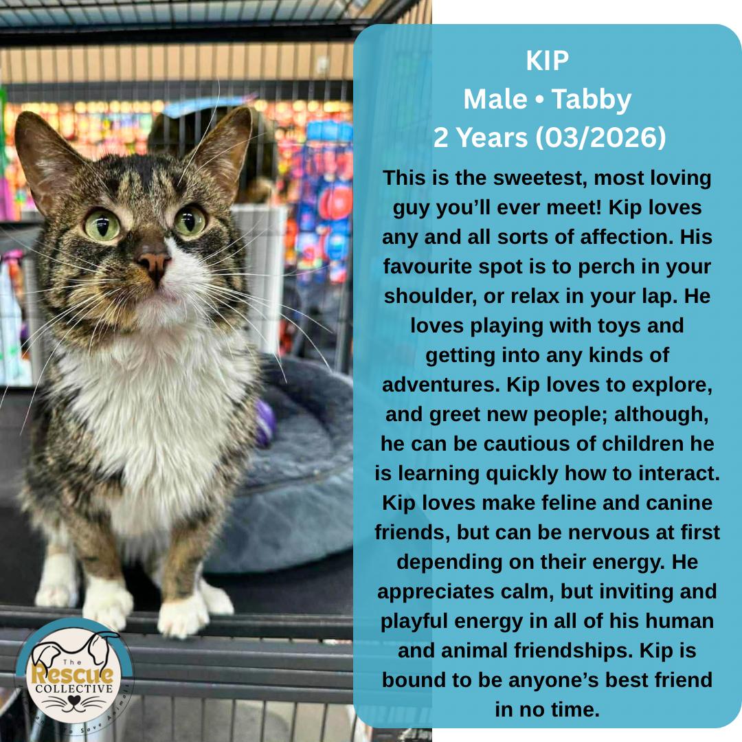 Enlarge KIP, an adopted Tabby in Clive, AB image 1/1