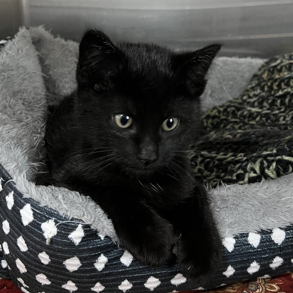 Boo, Adoptable, Kitten Male Domestic Short Hair.