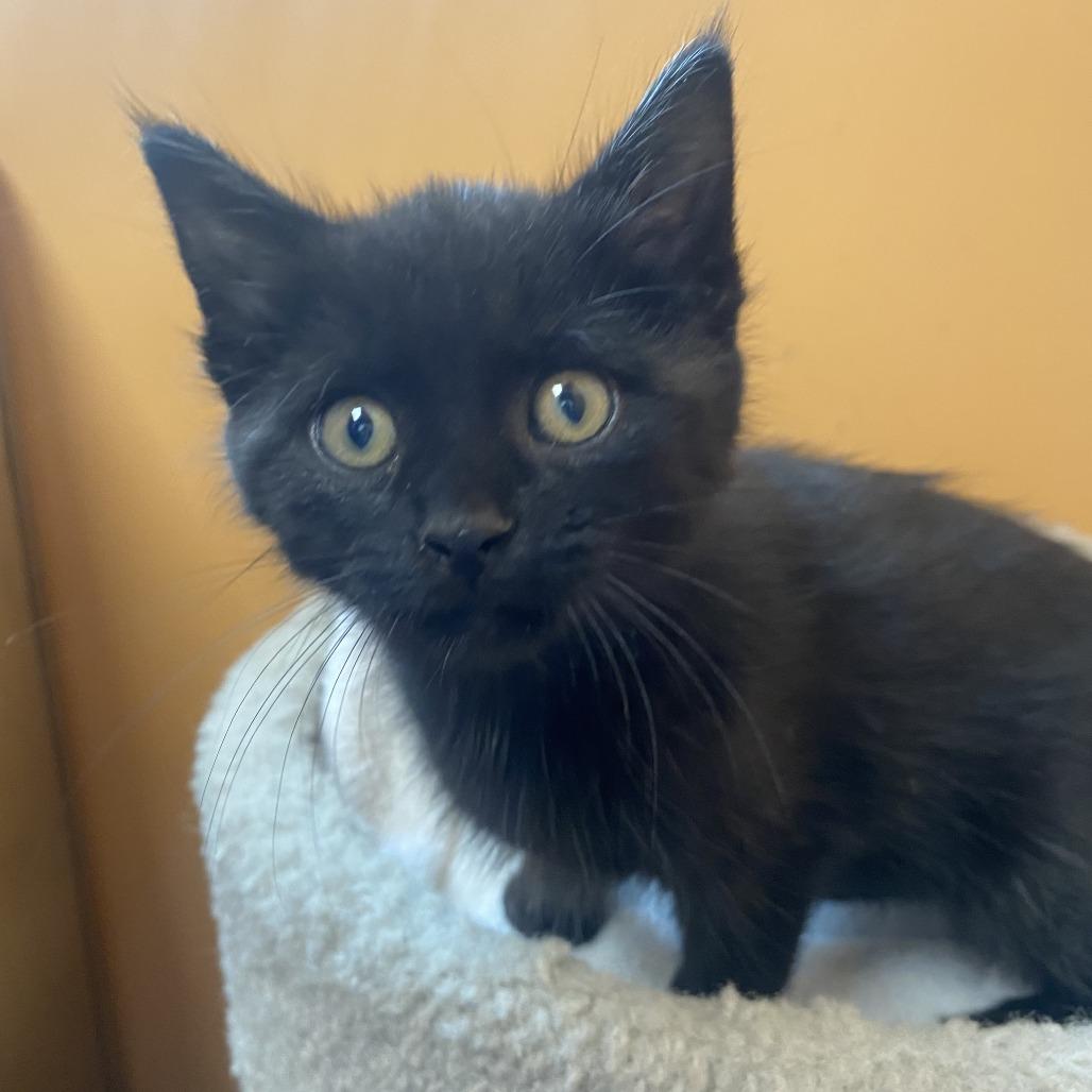 Enlarge Boo, a Adoptable Domestic Short Hair in Wadena, MN image 1/3