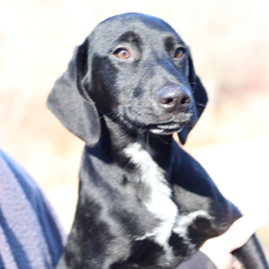 CT Birria avail Feb 21 (Tractor Supply- Putnam, CT), Adoptable, Puppy Female Labrador Retriever & Mixed Breed.