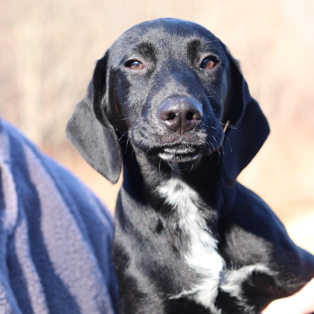 CT Birria avail Feb 21 (Tractor Supply- Putnam, CT), a Adoptable mixed breed in Eastford, CT image 2/6