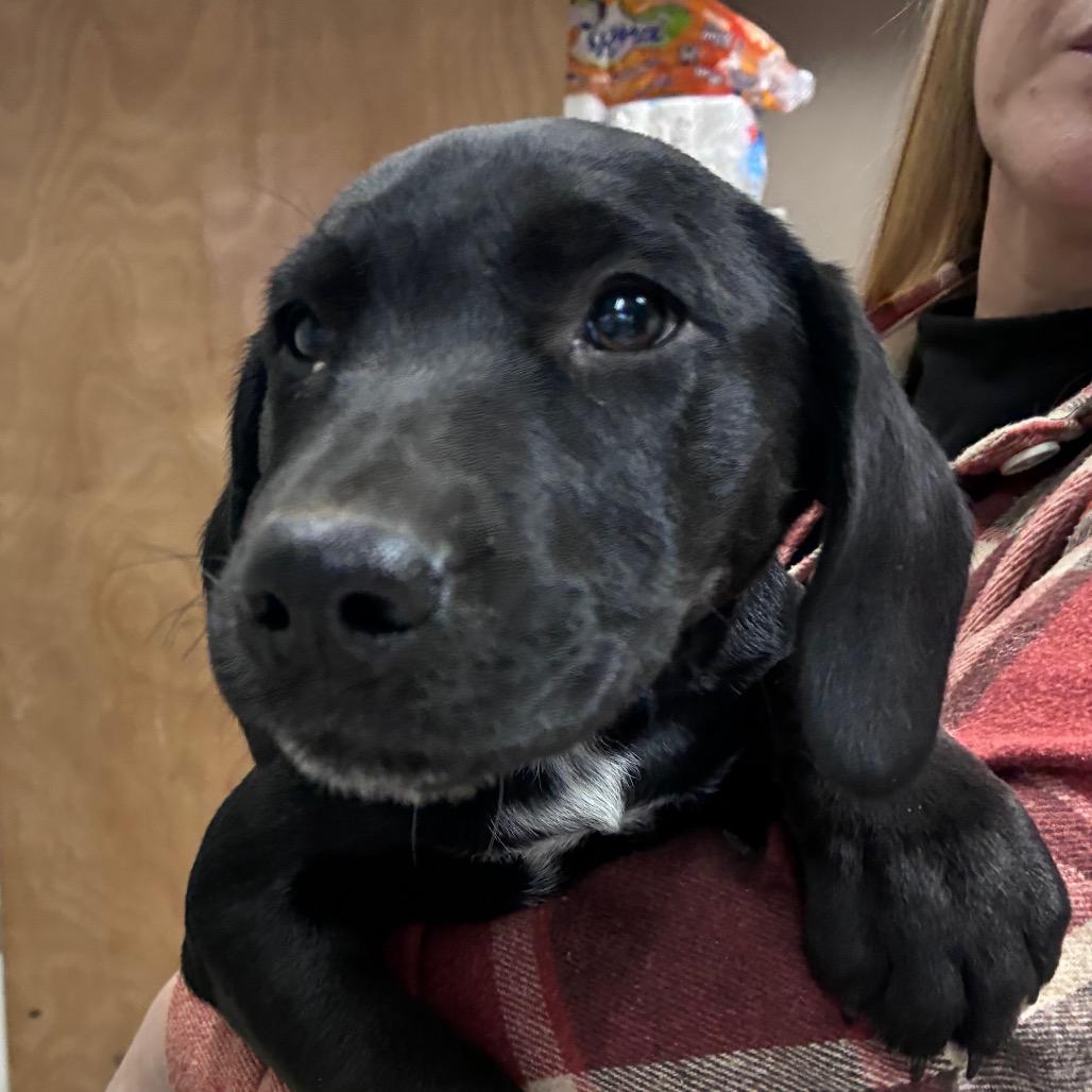 CT Birria avail Feb 21 (Tractor Supply- Putnam, CT), a Adoptable mixed breed in Eastford, CT image 3/6