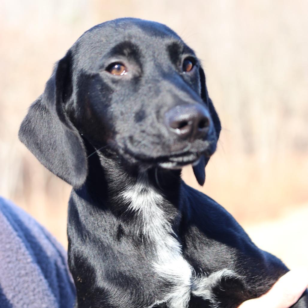 CT Birria avail Feb 21 (Tractor Supply- Putnam, CT), a Adoptable mixed breed in Eastford, CT image 4/6