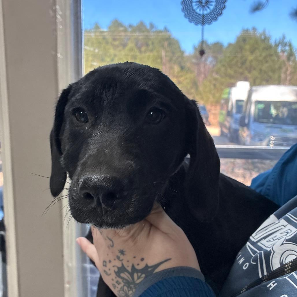 CT Birria avail Feb 21 (Tractor Supply- Putnam, CT), a Adoptable mixed breed in Eastford, CT image 5/6