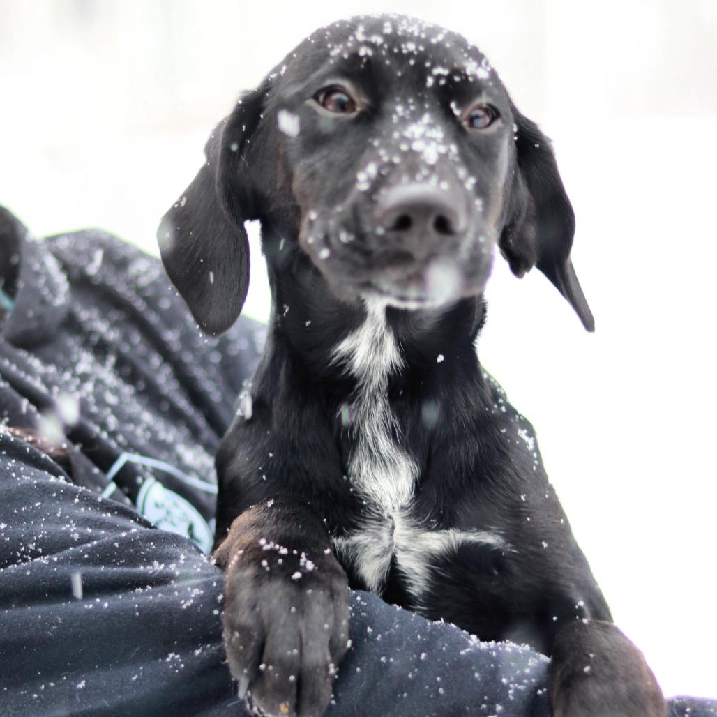 CT Birria avail Feb 21 (Tractor Supply- Putnam, CT), a Adoptable mixed breed in Eastford, CT image 6/6