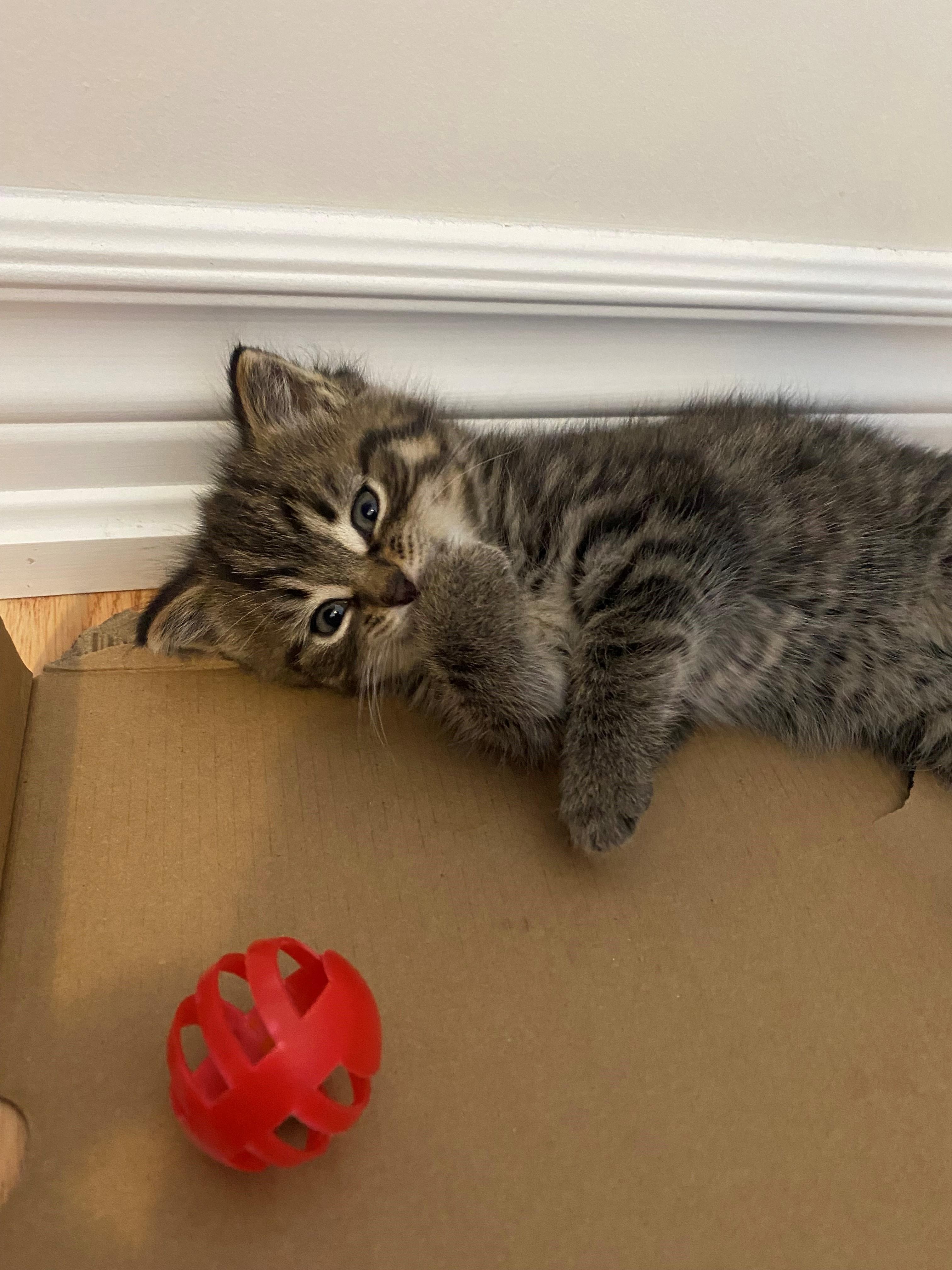 Junior, an adoptable Domestic Short Hair in Caledon, ON image 1/5