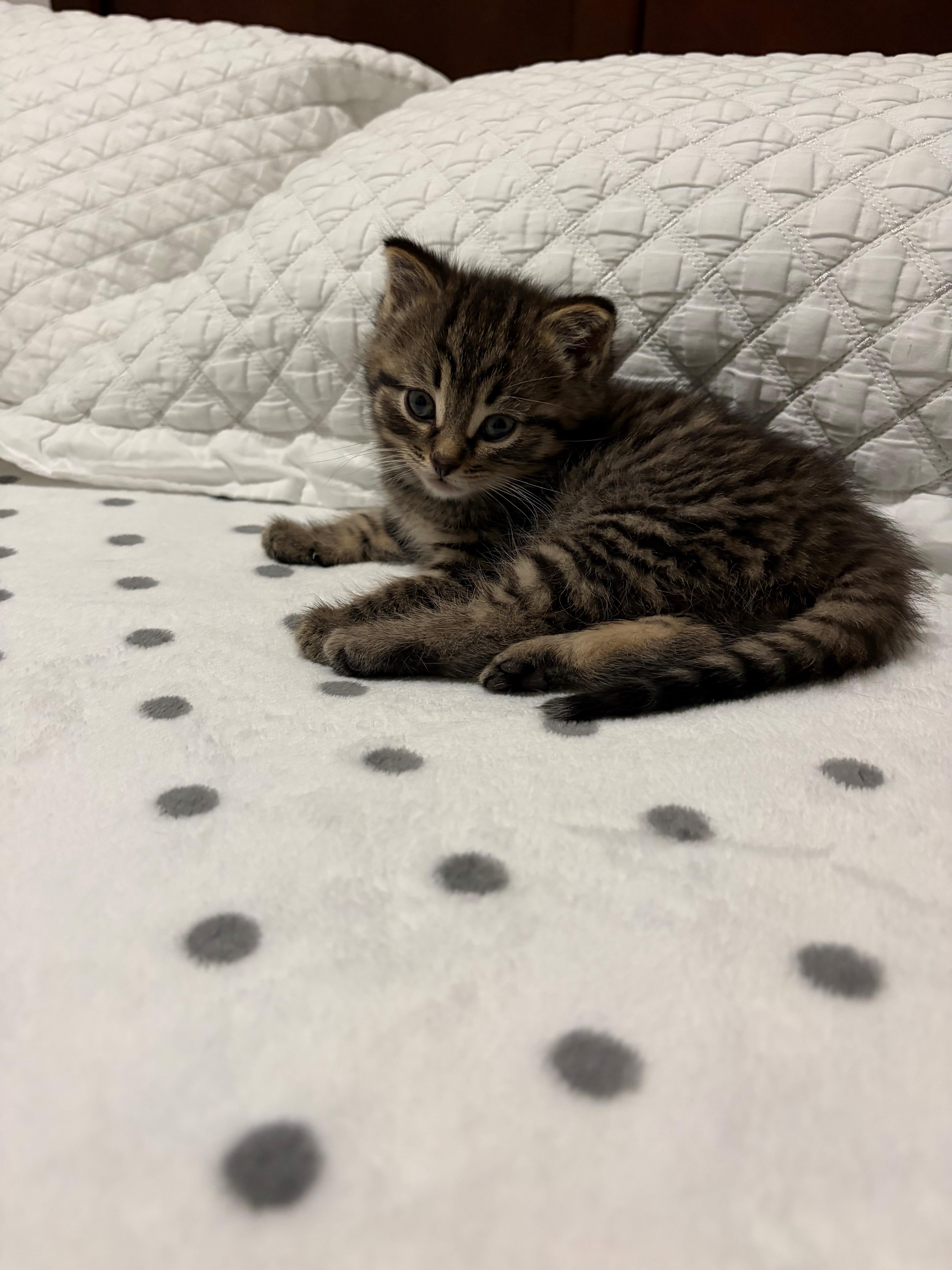 Junior, an adoptable Domestic Short Hair in Caledon, ON image 3/5