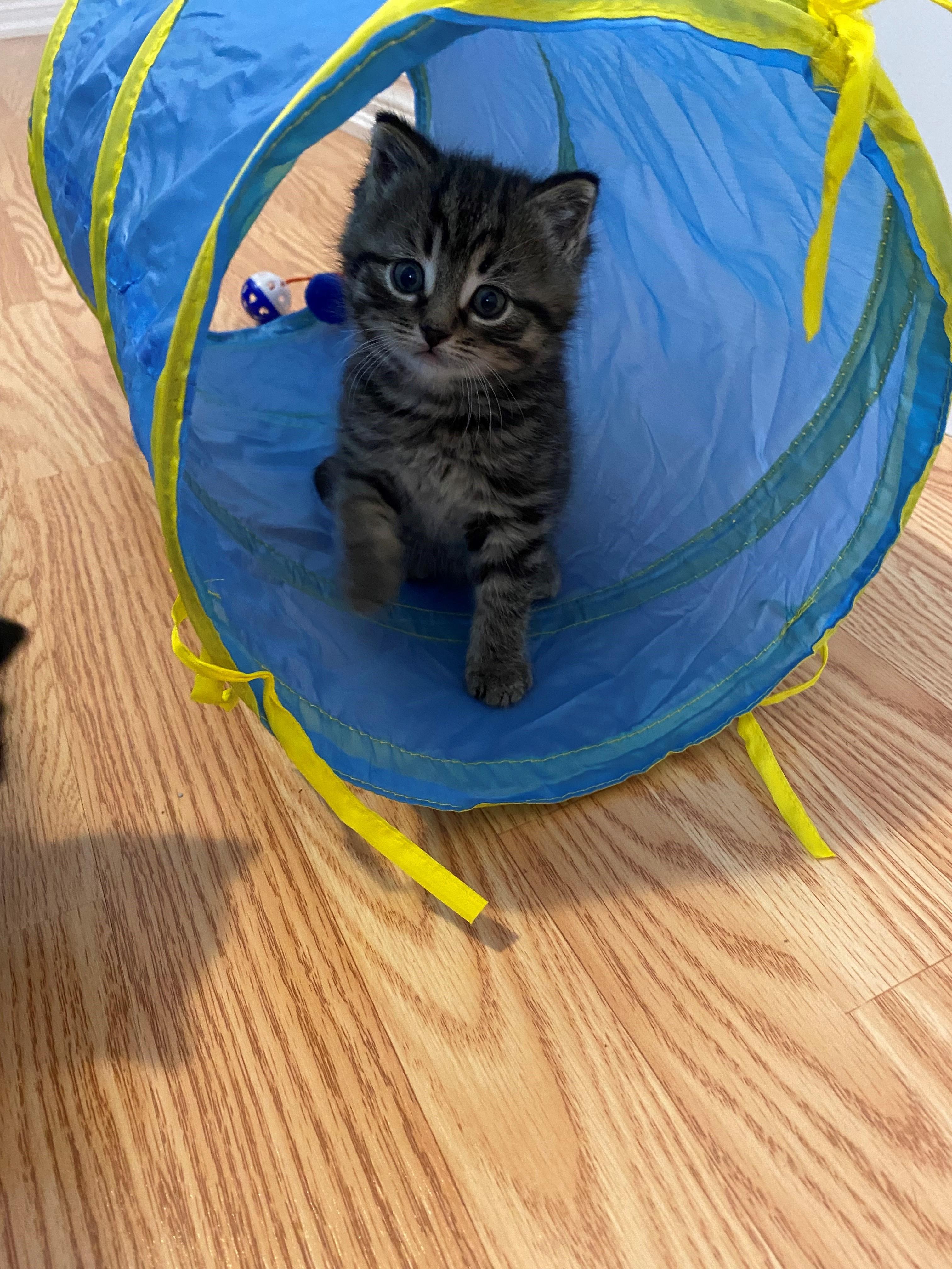 Junior, an adoptable Domestic Short Hair in Caledon, ON image 2/5