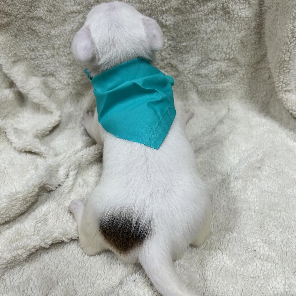 Enlarge Pebbles, a Adoptable mixed breed in Allentown, PA image 3/6