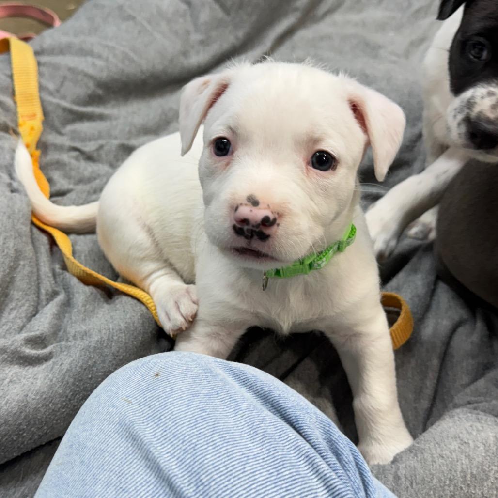Enlarge Pebbles, a Adoptable mixed breed in Allentown, PA image 4/6
