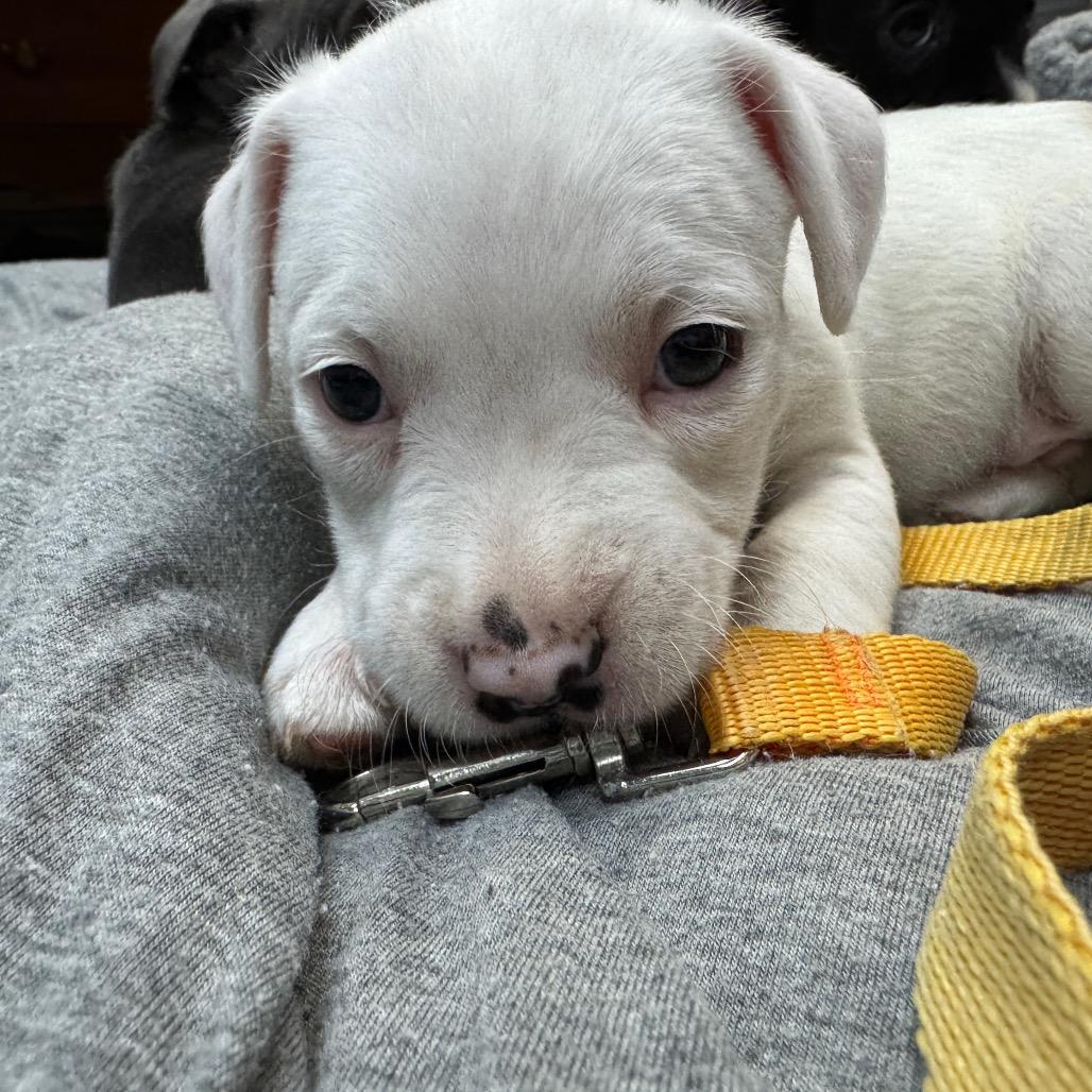 Enlarge Pebbles, a Adoptable mixed breed in Allentown, PA image 2/6