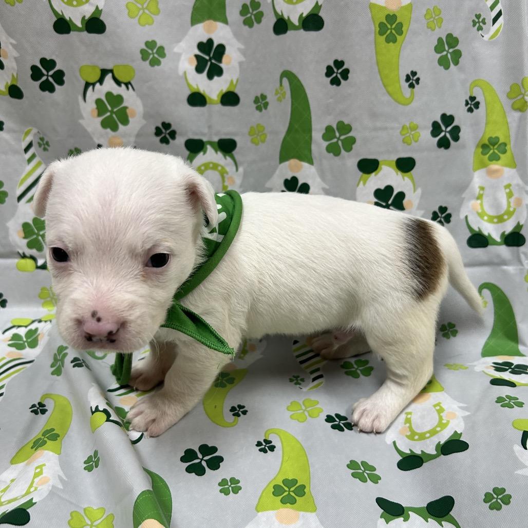 Enlarge Pebbles, a Adoptable mixed breed in Allentown, PA image 5/6