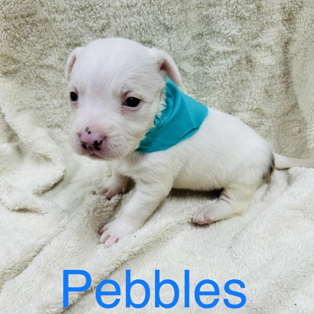 Enlarge Pebbles, a Adoptable mixed breed in Allentown, PA image 6/6