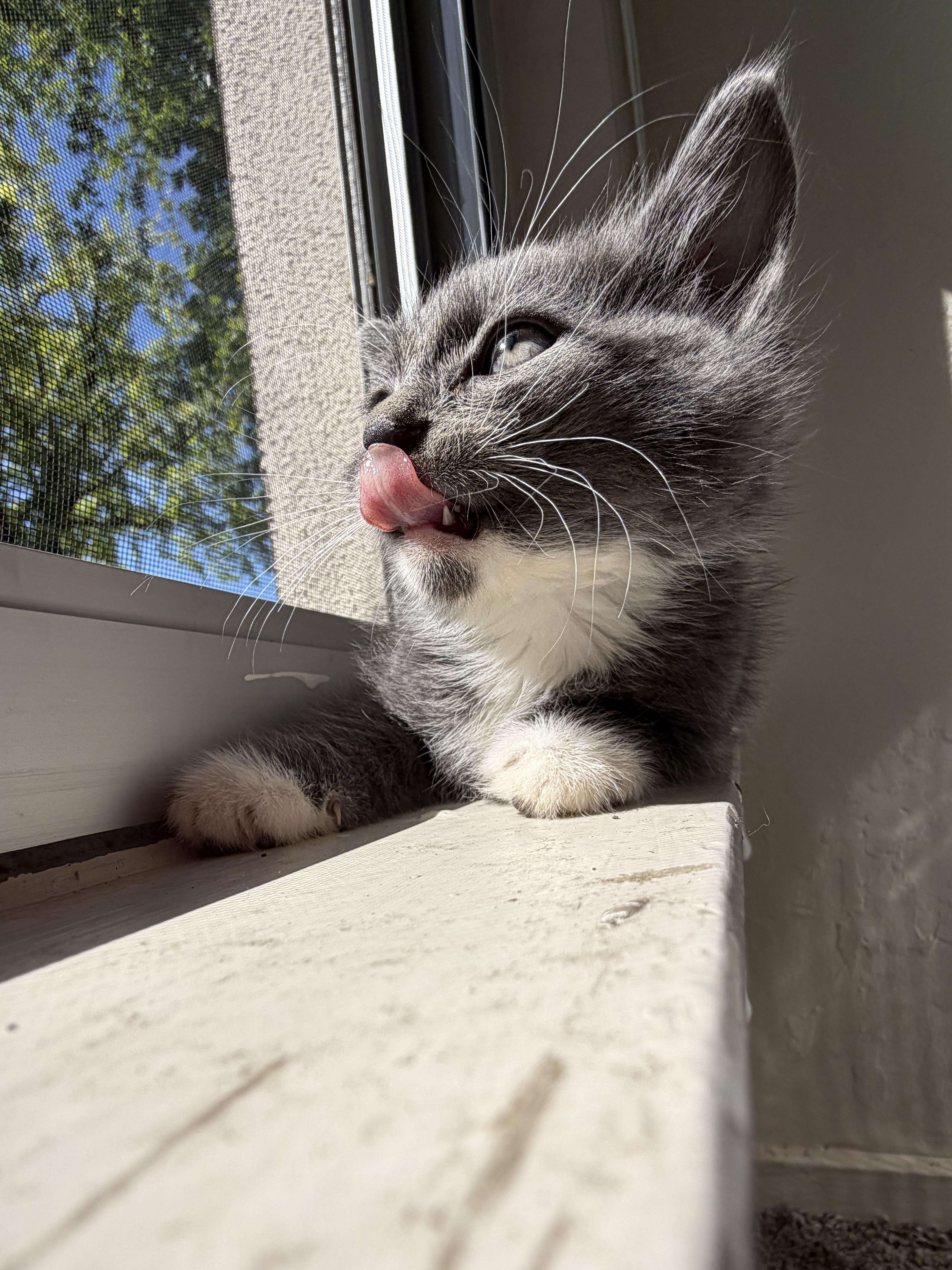 Mean-ie !, Adoptable, Kitten Male Domestic Medium Hair.