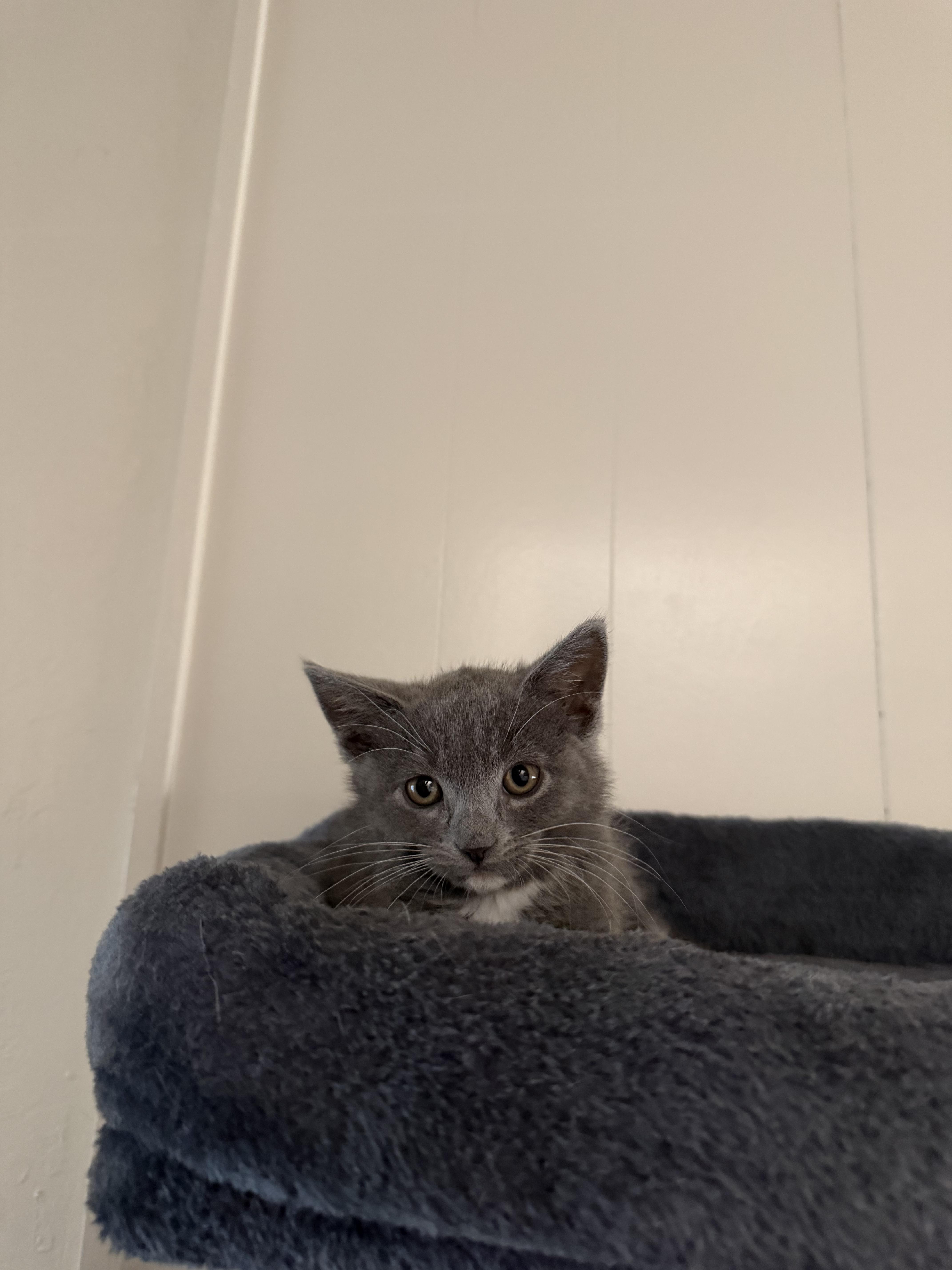 Mean-ie !, a Adoptable Domestic Medium Hair in Rio Linda, CA image 2/3