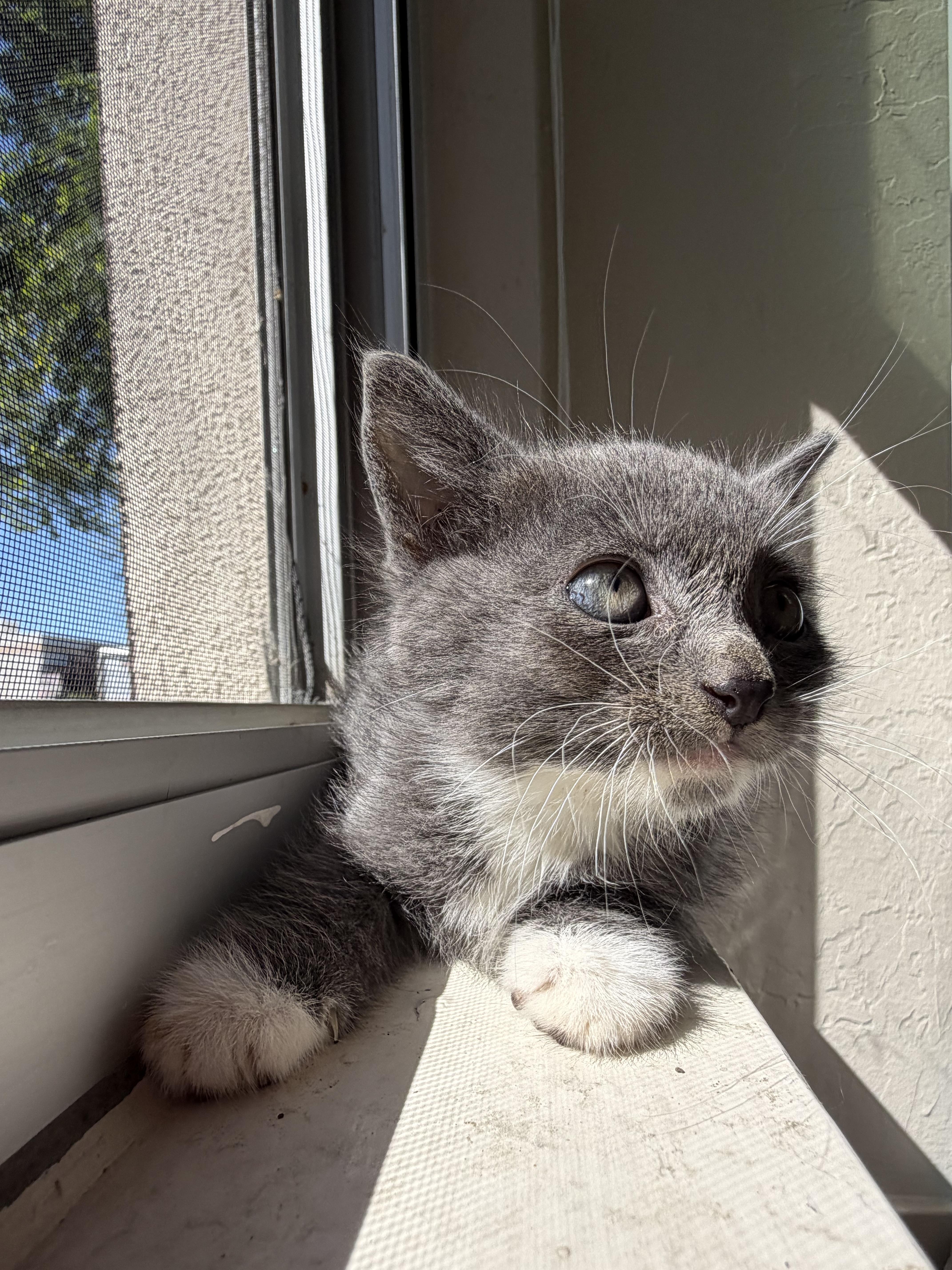 Mean-ie !, a Adoptable Domestic Medium Hair in Rio Linda, CA image 3/3
