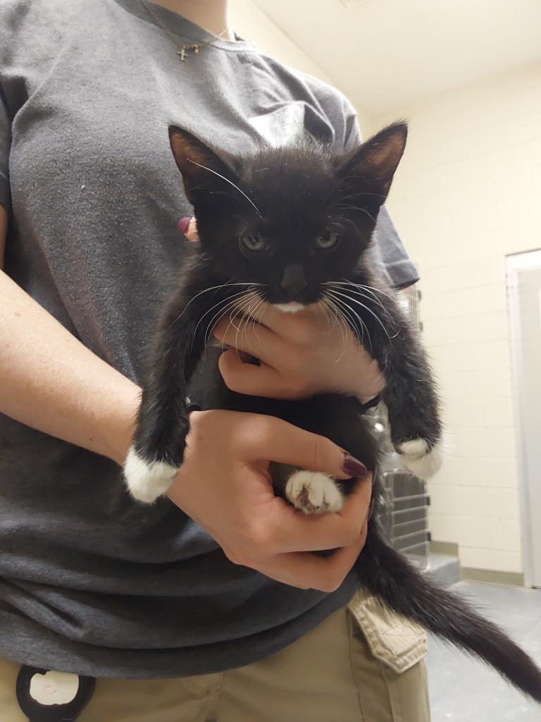 2025-10-063, Adopted, Kitten Female Domestic Short Hair.