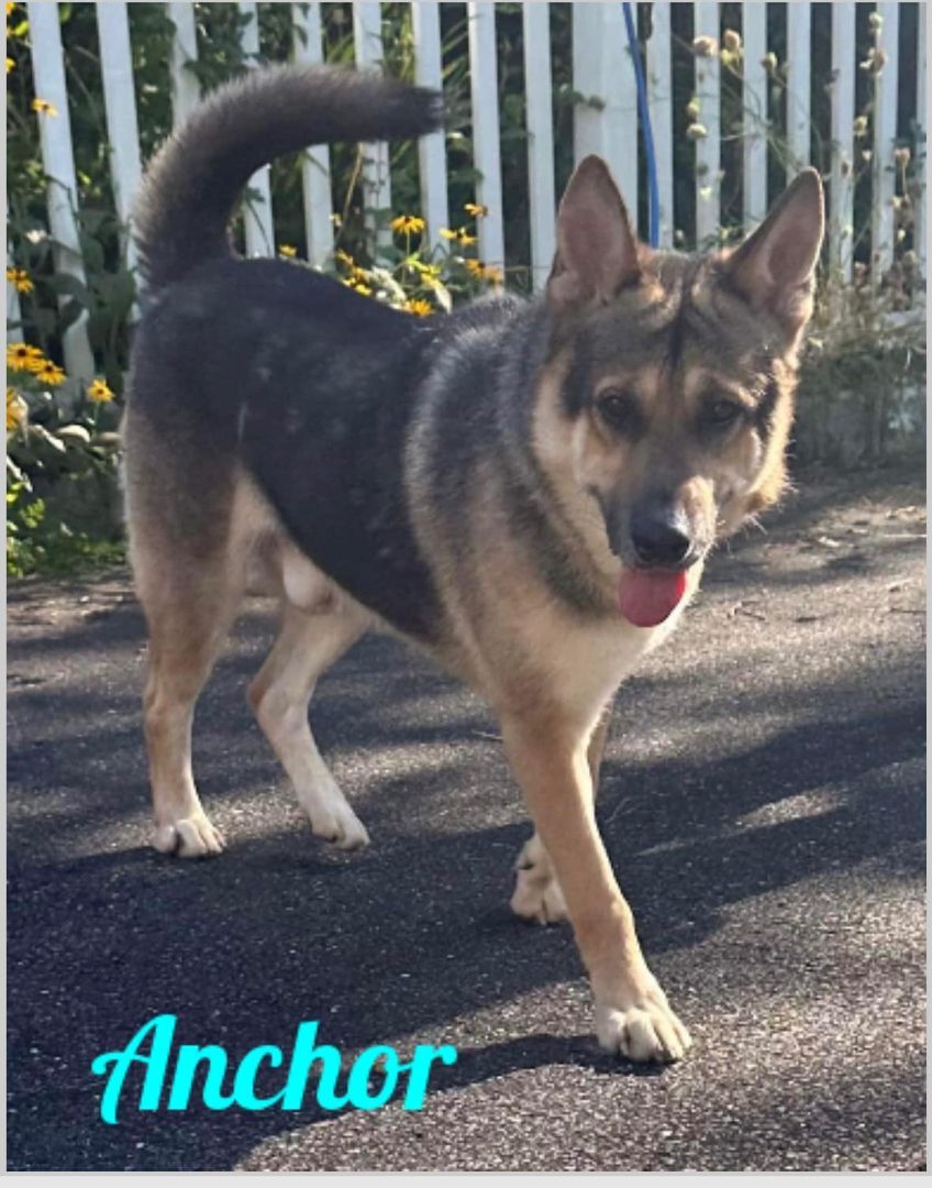 Anchor, a Adoptable German Shepherd Dog in Old Westbury, NY image 1/6
