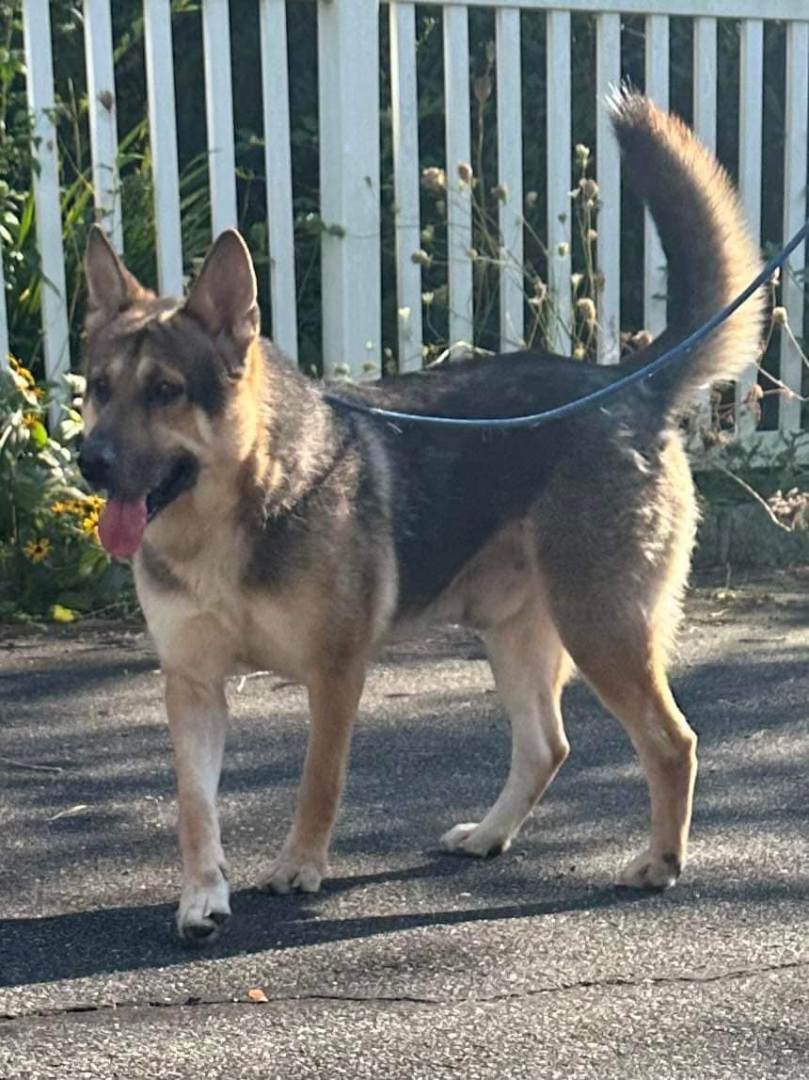 Anchor, a Adoptable German Shepherd Dog in Old Westbury, NY image 2/6