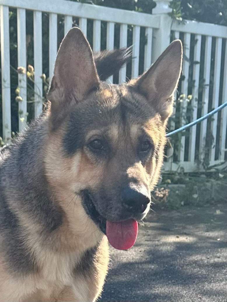 Anchor, a Adoptable German Shepherd Dog in Old Westbury, NY image 3/6