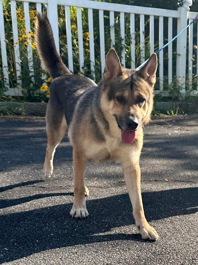 Anchor, a Adoptable German Shepherd Dog in Old Westbury, NY image 4/6