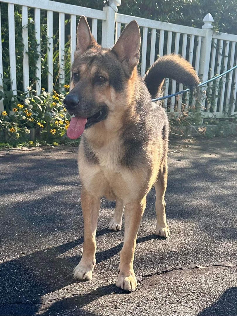 Anchor, a Adoptable German Shepherd Dog in Old Westbury, NY image 5/6