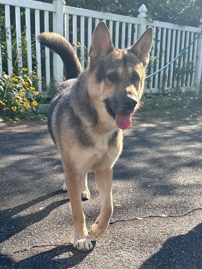 Anchor, a Adoptable German Shepherd Dog in Old Westbury, NY image 6/6