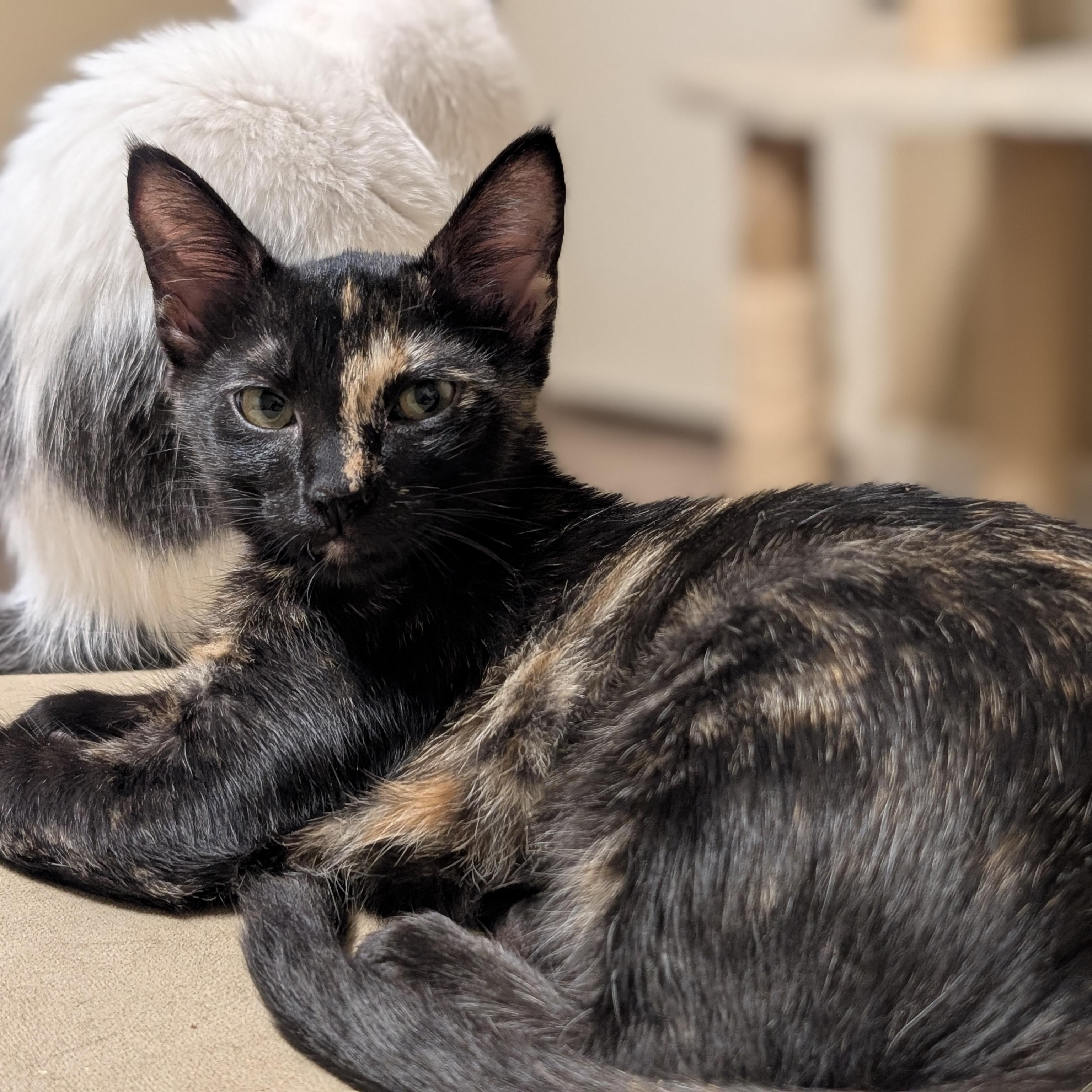 Enlarge Tiramisu, an adopted American Shorthair in Katy, TX image 2/3