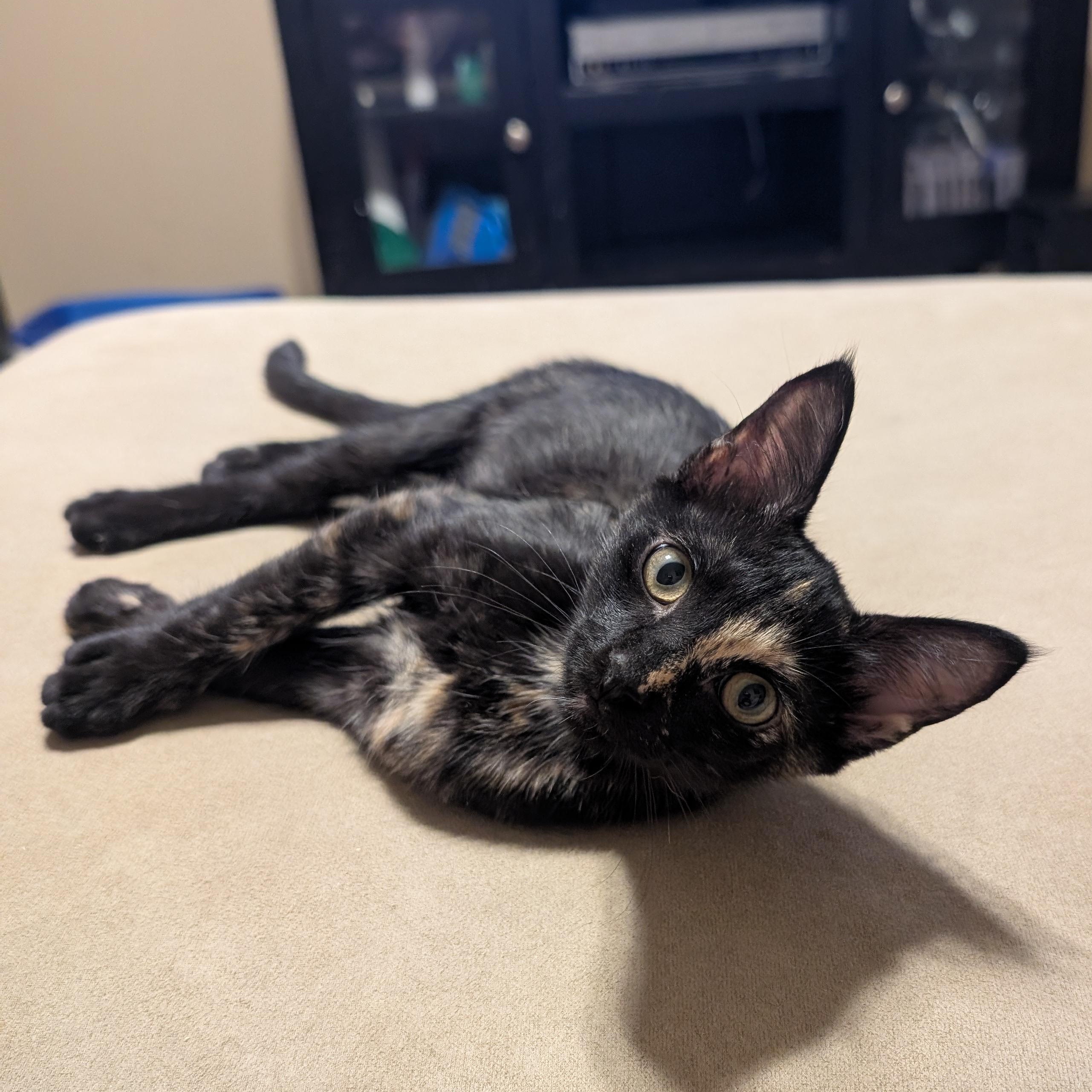 Enlarge Tiramisu, an adopted American Shorthair in Katy, TX image 3/3