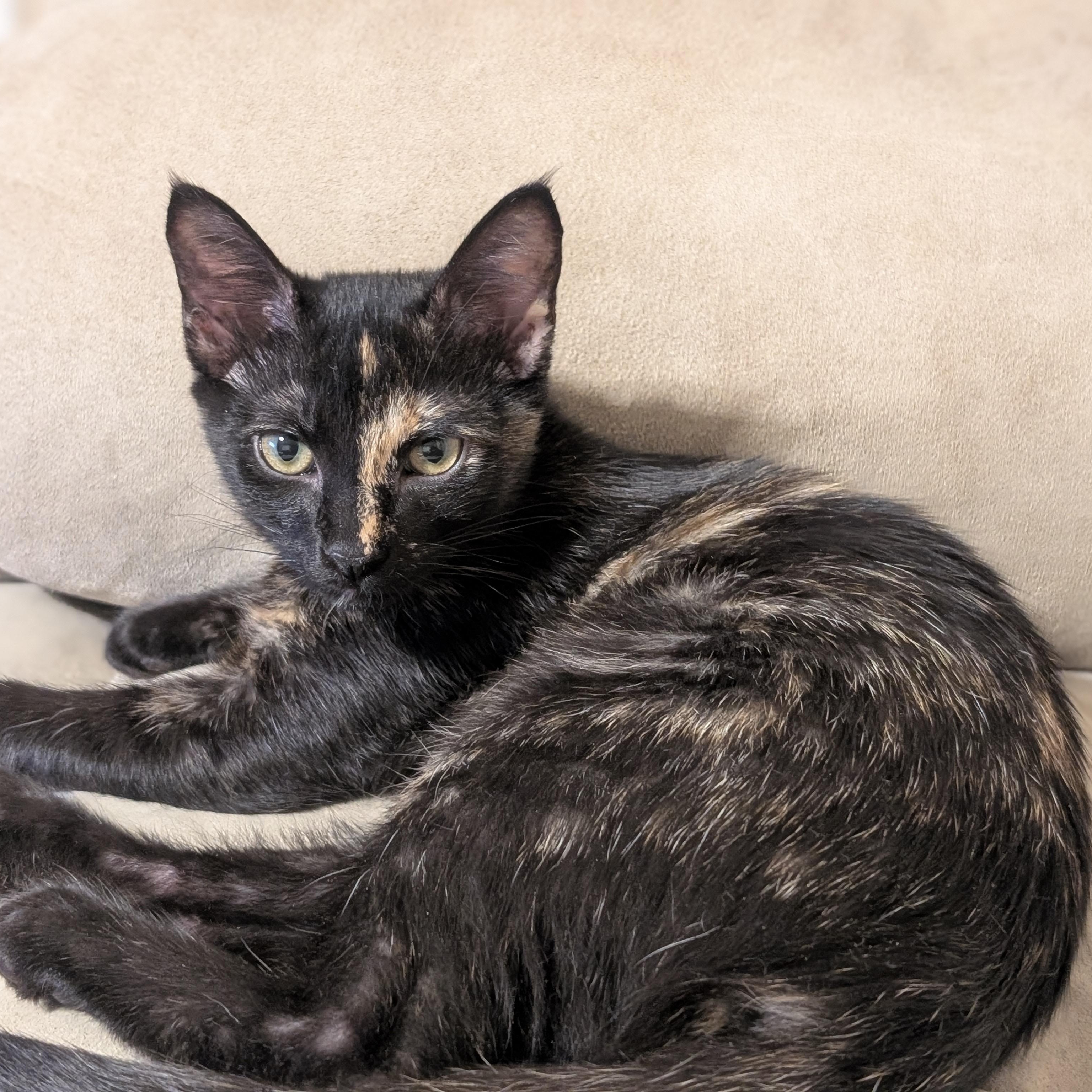 Tiramisu, adopted, Kitten Female American Shorthair.