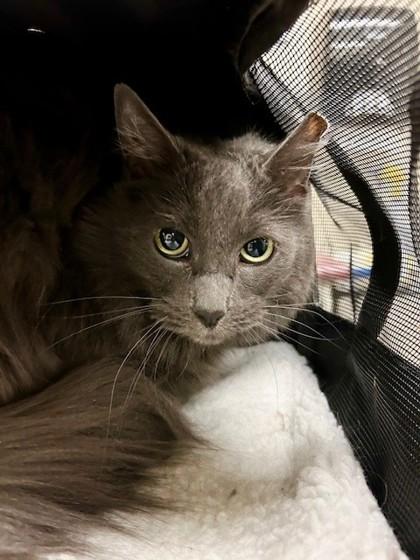 Enlarge Kelly, a Adoptable mixed breed in Everett, WA image 1/1