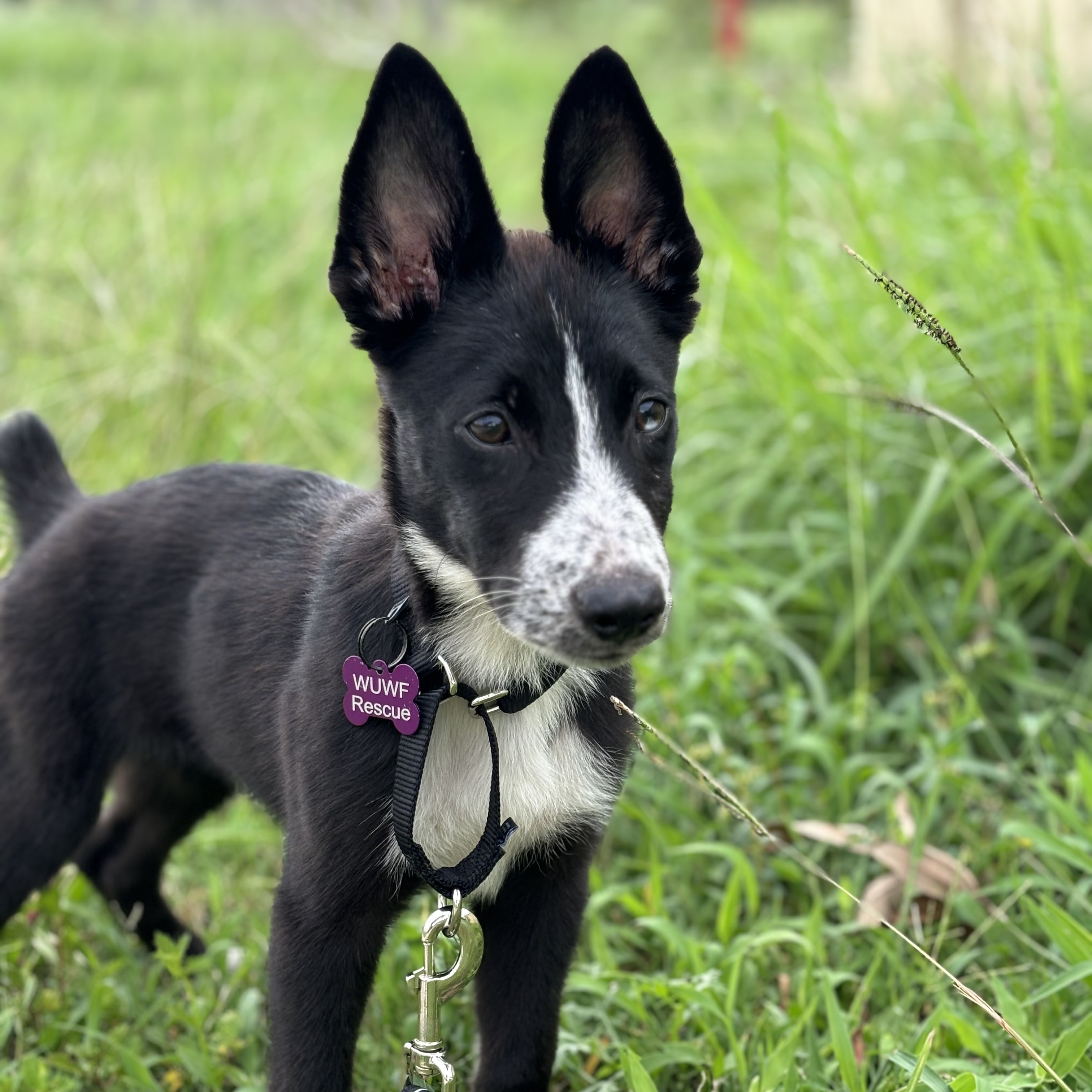 Dog for adoption Tito, a Mixed Breed in Houston, TX Petfinder