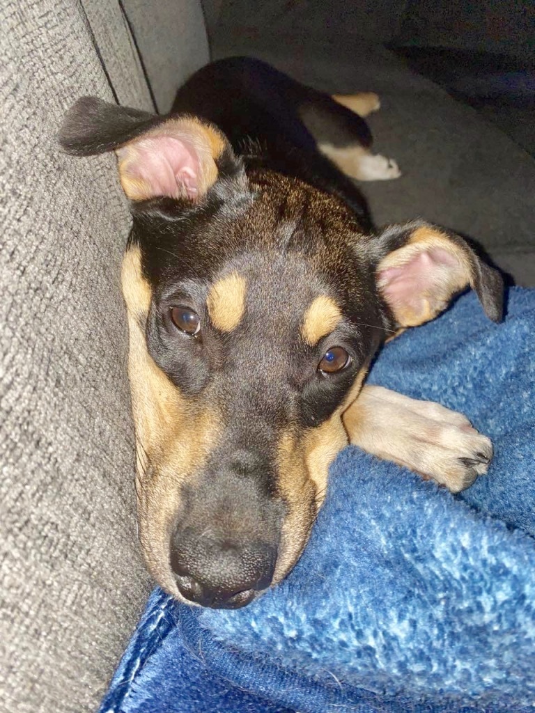 Patty, Adoptable, Adult Female Husky & Shepherd.