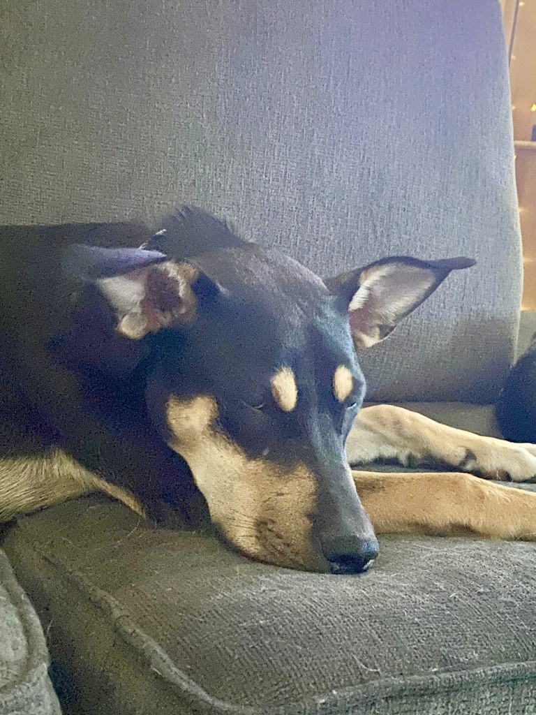 Patty, a Adoptable mixed breed in Edmonton, AB image 2/12