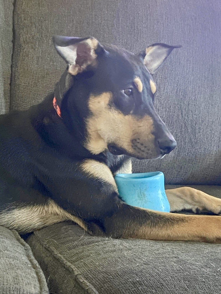 Patty, a Adoptable mixed breed in Edmonton, AB image 4/12