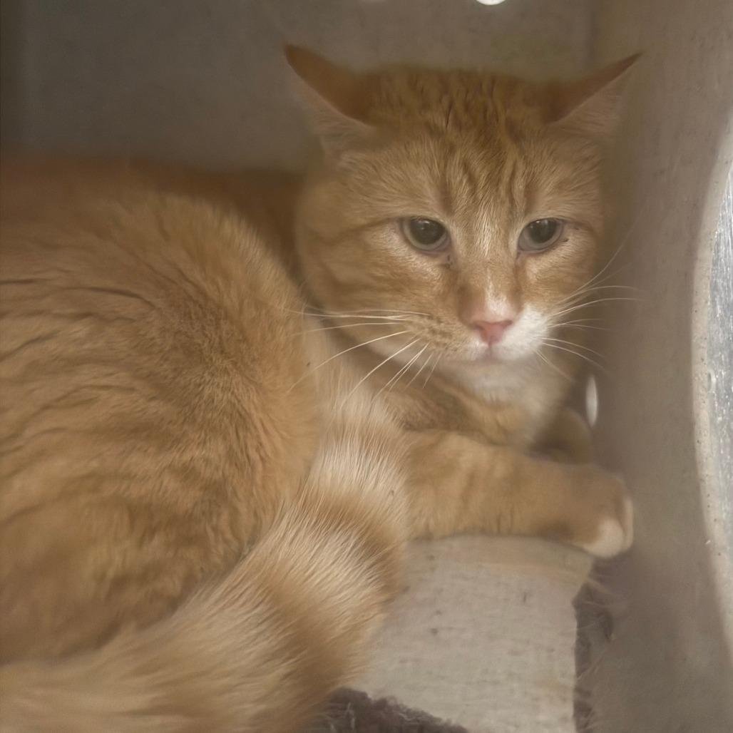 Keanu, Adoptable, Adult Male Domestic Short Hair.