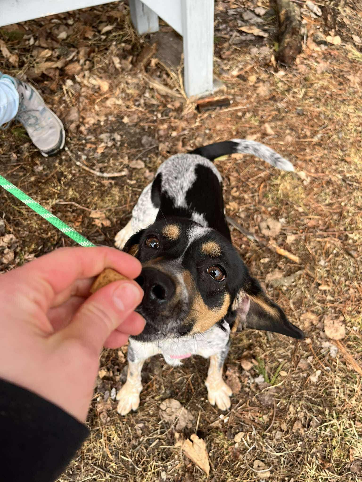 Enlarge Fern, a ADOPTABLE mixed breed in Paris, ME image 2/2