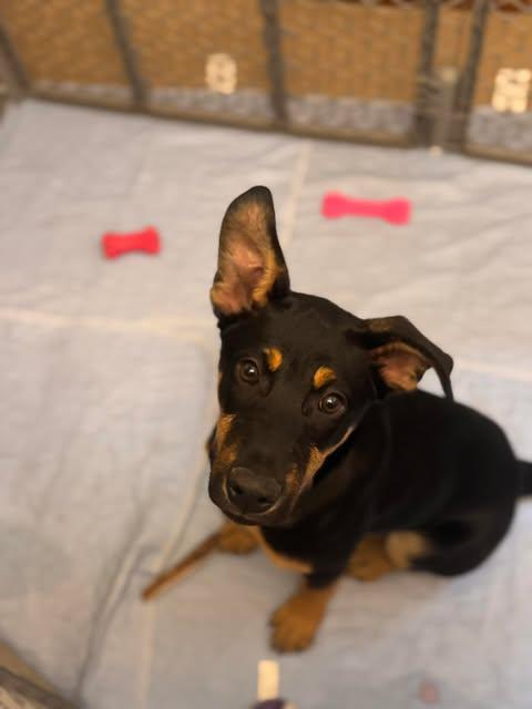 Enlarge Peach, a ADOPTABLE Mixed Breed in Kenosha, WI image 3/3