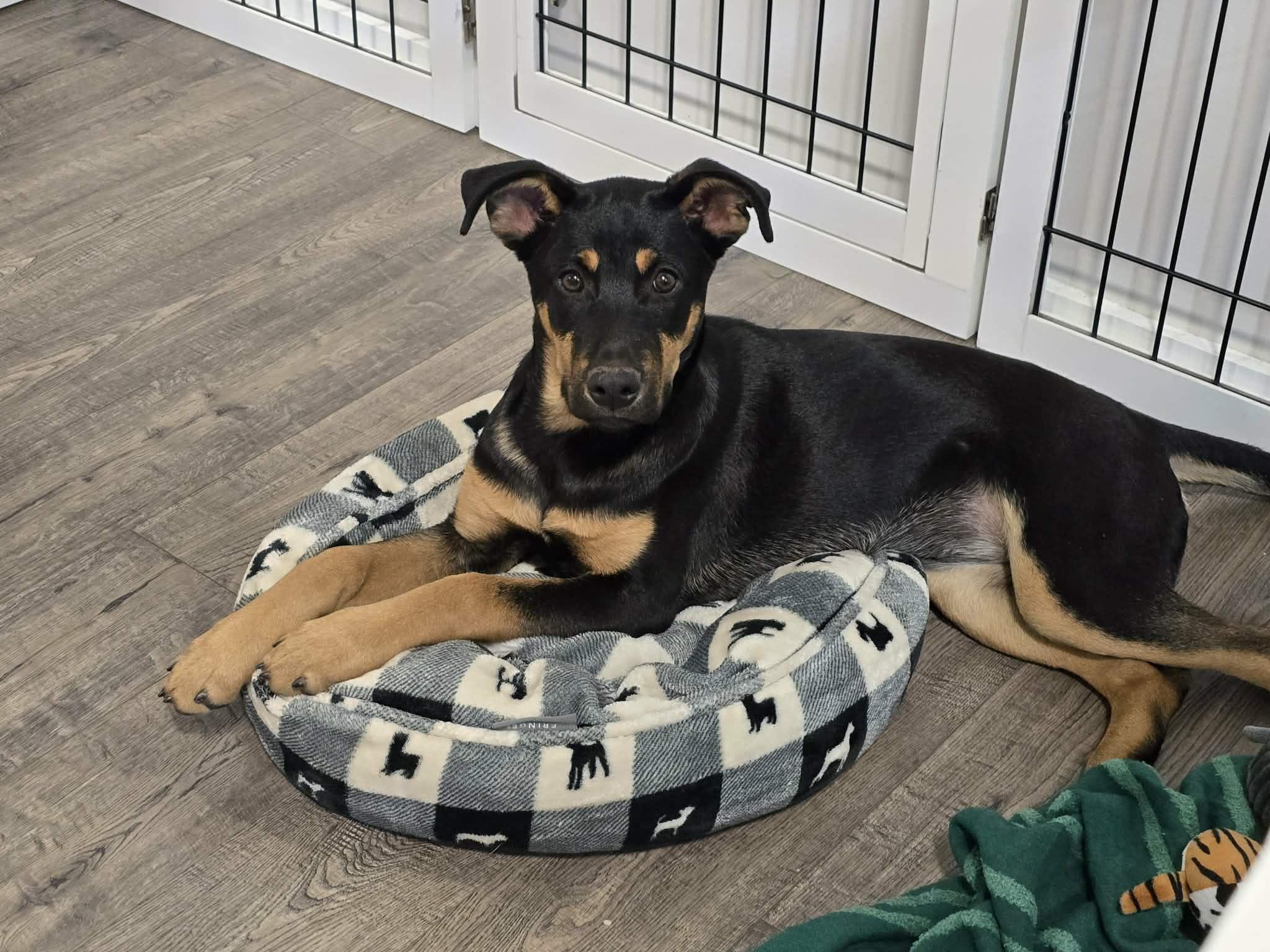 Peach, ADOPTABLE, Young Female Mixed Breed.