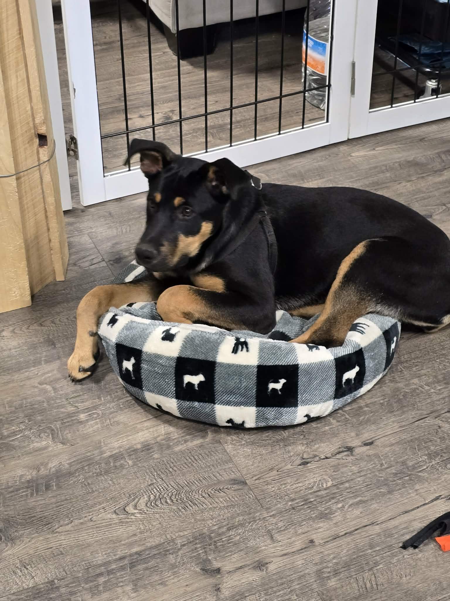 Enlarge Peach, a ADOPTABLE Mixed Breed in Kenosha, WI image 2/3