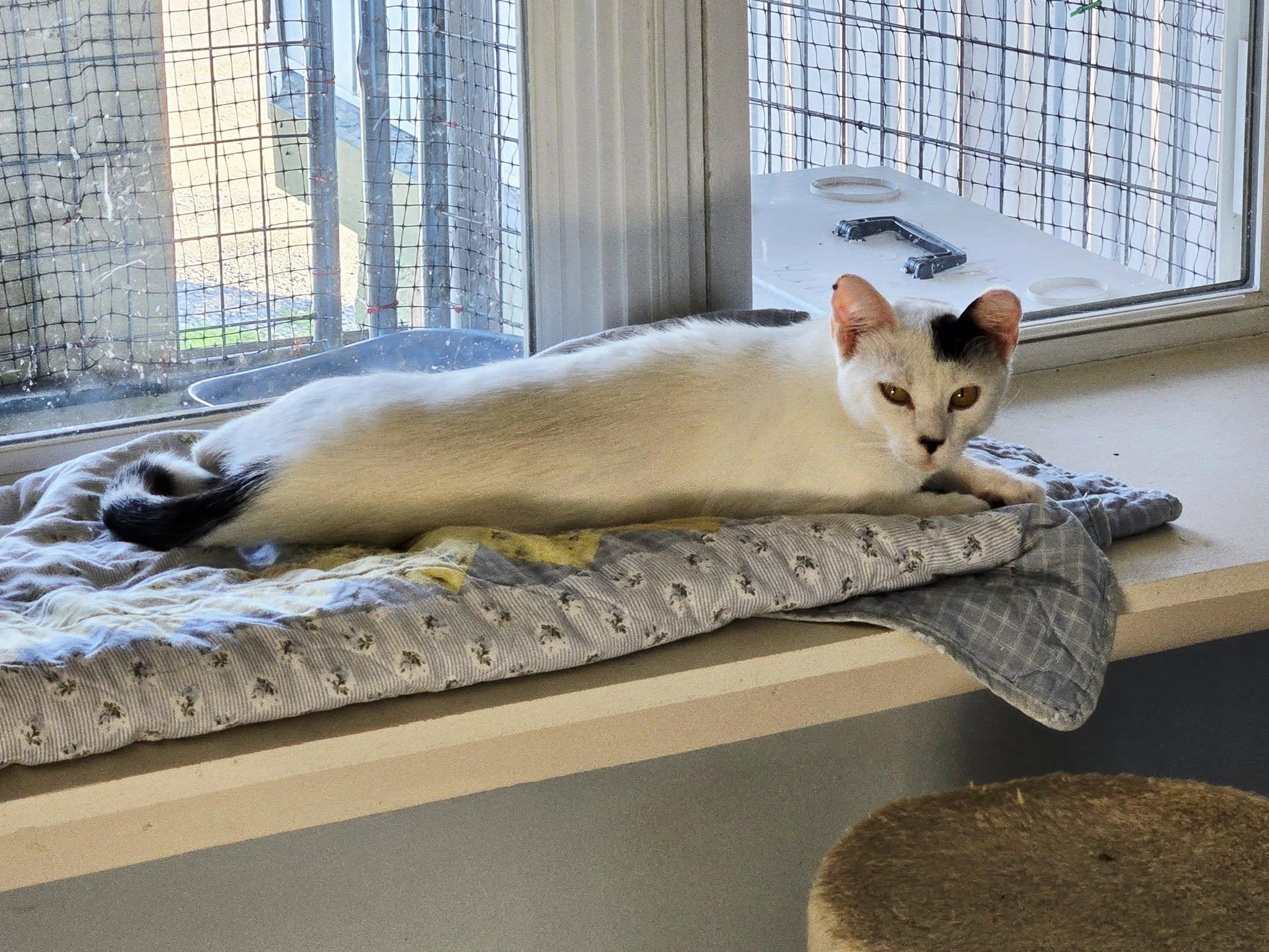 Tammy, Adopted, Adult Female Domestic Short Hair.