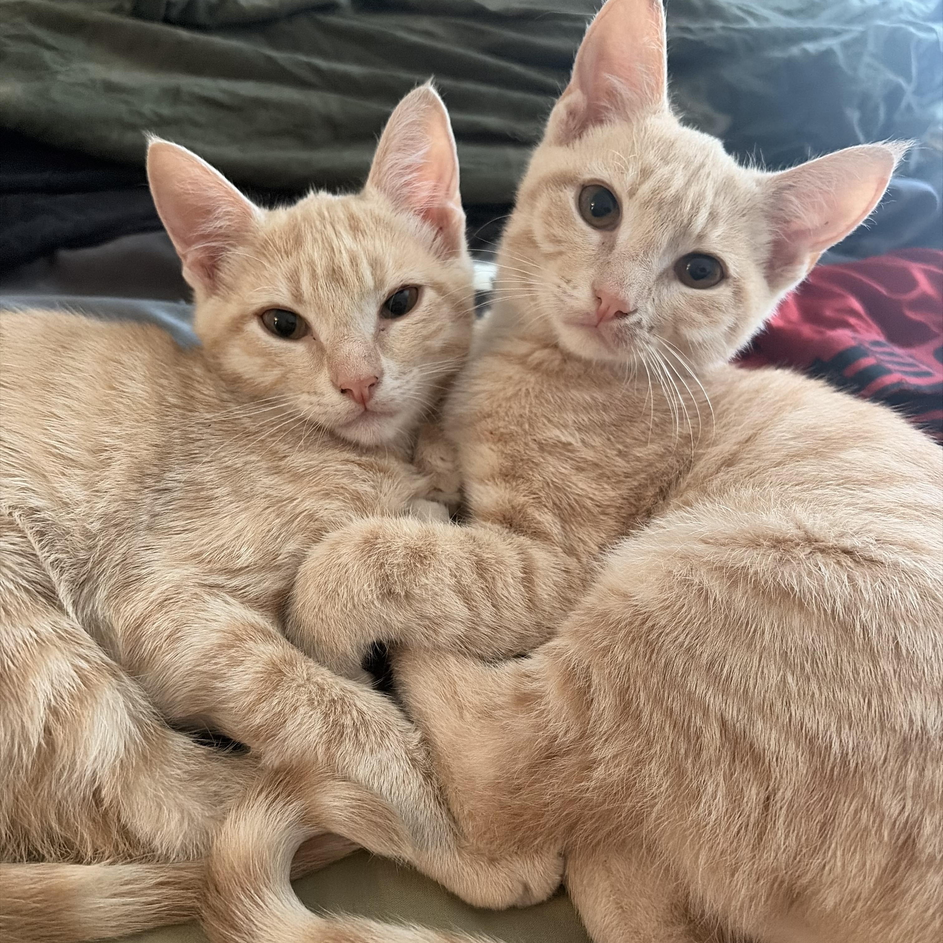 Maverick, Adoptable, Young Male Domestic Short Hair.