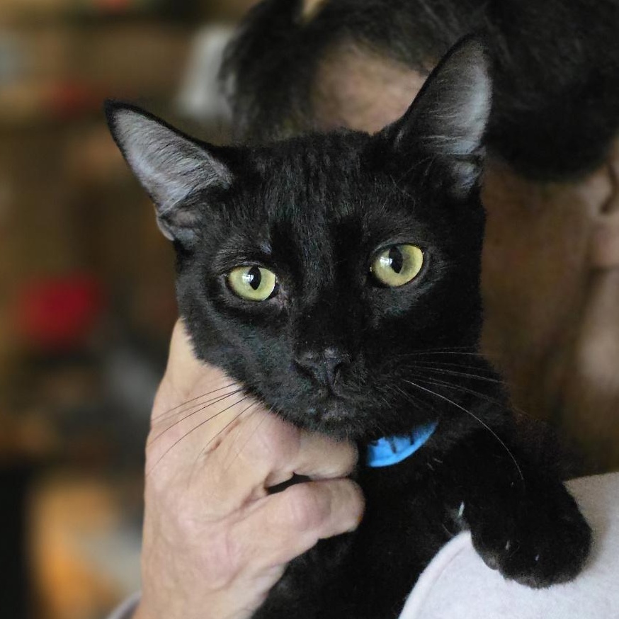 Enlarge Felix, a ADOPTABLE Domestic Short Hair in Fresno, CA image 1/1
